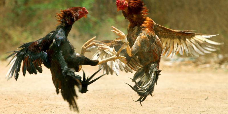 Kinh nghiệm chơi đá gà SV128 hiệu quả hơn